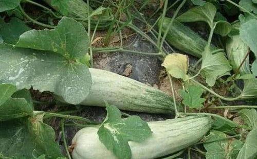 酥瓜能怎么吃,创意烹饪新体验