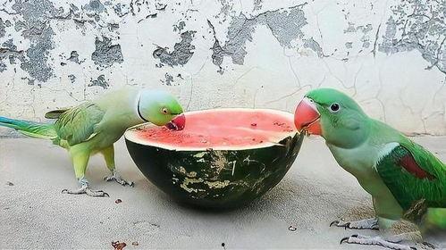 鹦鹉怎么吃瓜,揭秘鹦鹉吃瓜的独特技巧