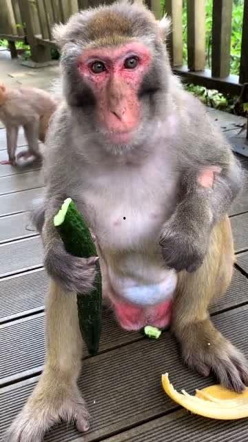 吃瓜猴子图片大全,趣味图片大盘点
