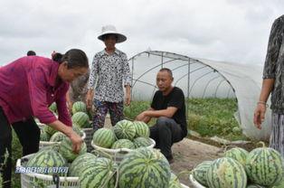 绵阳市吃瓜,吃瓜文化背后的风味传奇