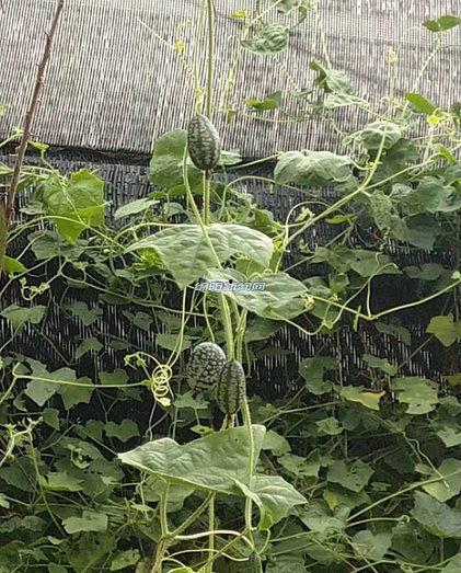 绵阳市吃瓜,吃瓜文化背后的风味传奇