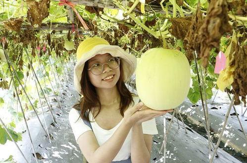 顺德吃的瓜,瓜果飘香,尽享田园风味