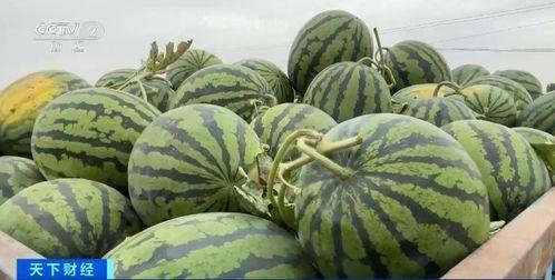 麓山国际吃瓜,揭秘校园里的“吃瓜”风云