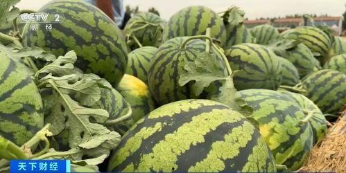 麓山国际吃瓜,揭秘校园里的“吃瓜”风云