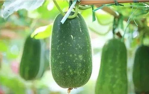 王婆说瓜理性吃瓜