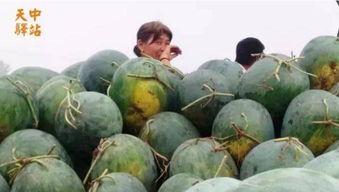 贵阳花园吃瓜现场