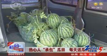 天天瓜田里吃瓜,天天瓜田里的甜蜜时光