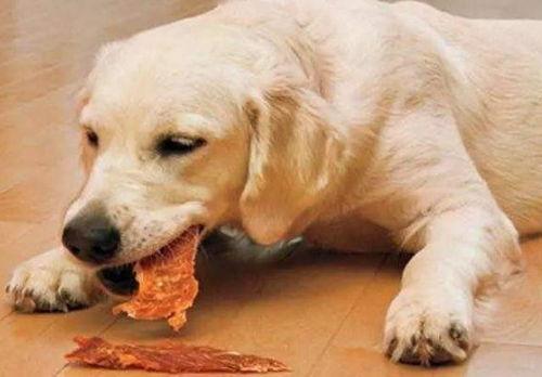 狗爬窗台吃瓜,萌态十足引网友热议