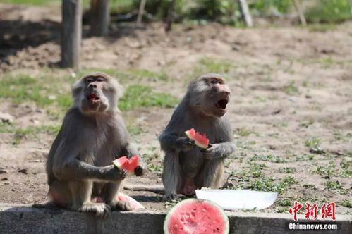 林北吃瓜,揭秘娱乐圈背后的那些事儿