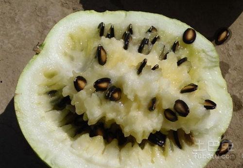 法斗吃籽瓜,吃籽瓜的趣味瞬间