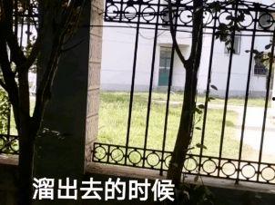 高校栏杆吃瓜,校园生活新现象引关注