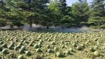 清华美院吃瓜,揭秘校园里的那些“瓜”