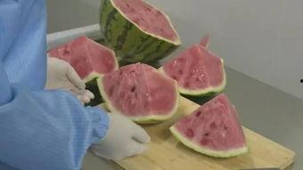 吃瓜群众永远吃不完的瓜,吃瓜群众永不落幕的瓜界盛宴