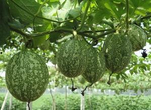 吊瓜砍着吃,传统美食的时尚演绎