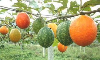 吊瓜砍着吃,传统美食的时尚演绎